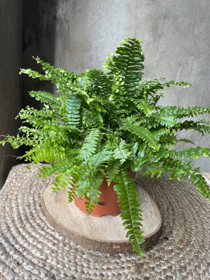 Boston Fern