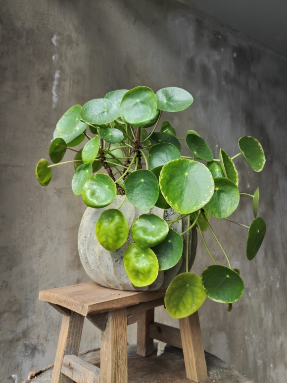 Pilea in Decorative Pot