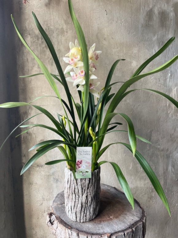 Cymbidium Orchid 4 stems