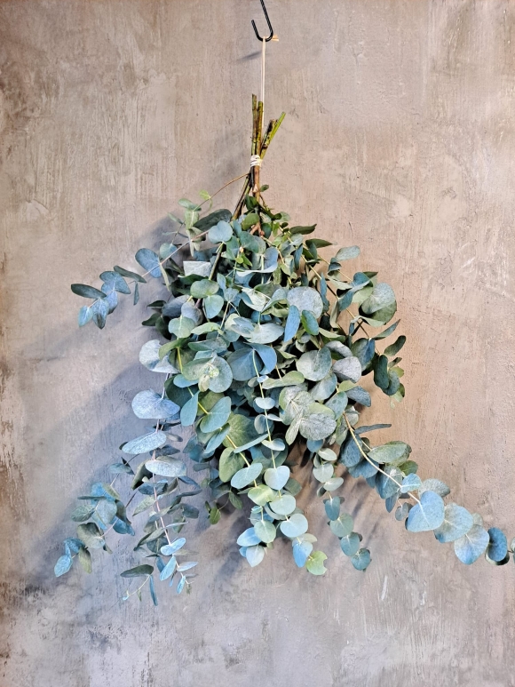 Eucalyptus Bunch