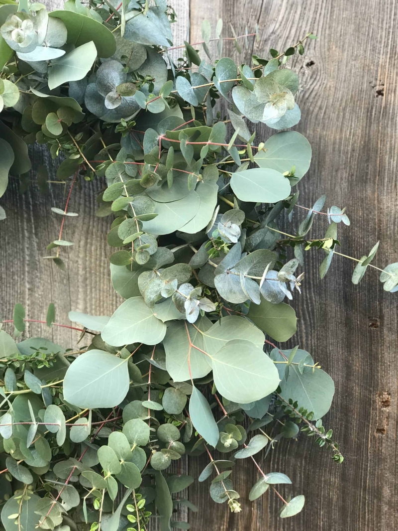 Eucalyptus Wreath