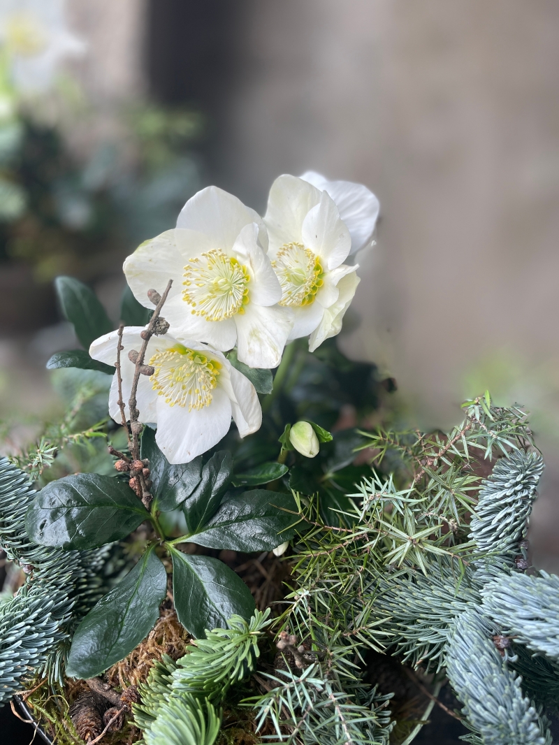 Helleborous Plant in Glass Vase