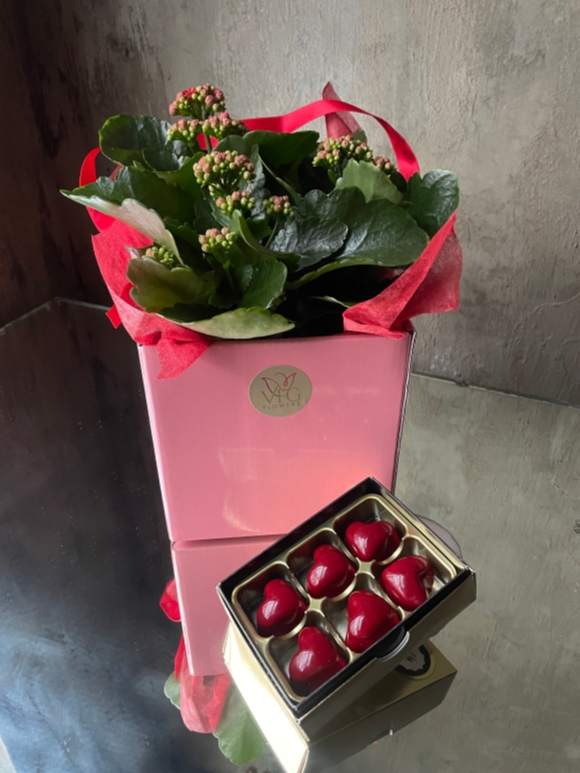 Kalanchoe Plant  & Chocolate