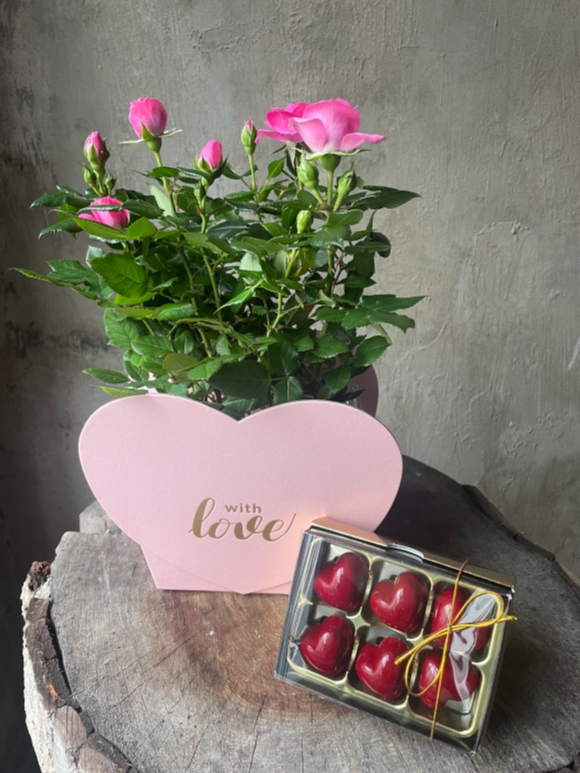 Rose plant & Chocolate