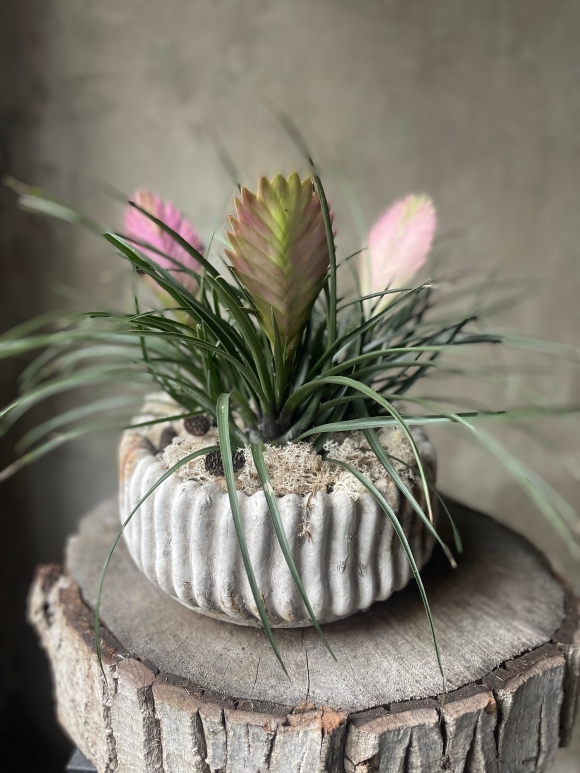 Tillandsia Air Plant in Decorative Container