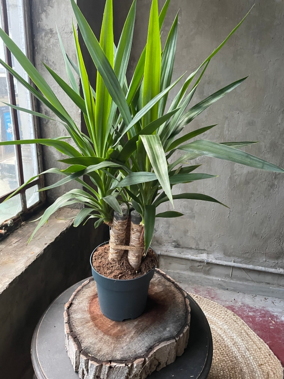 Yucca houseplant