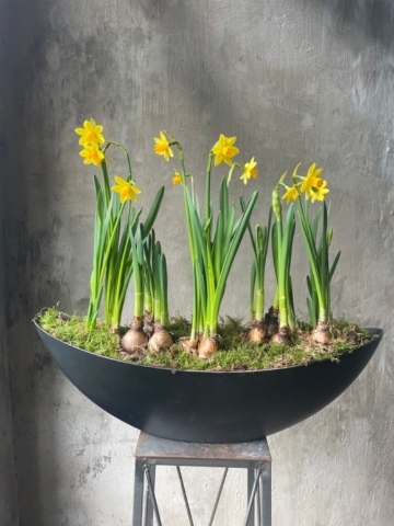 Narcissus planter