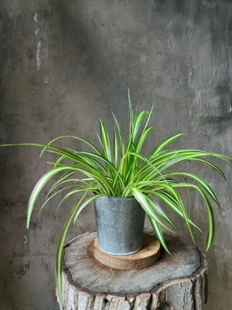 Spider Plant