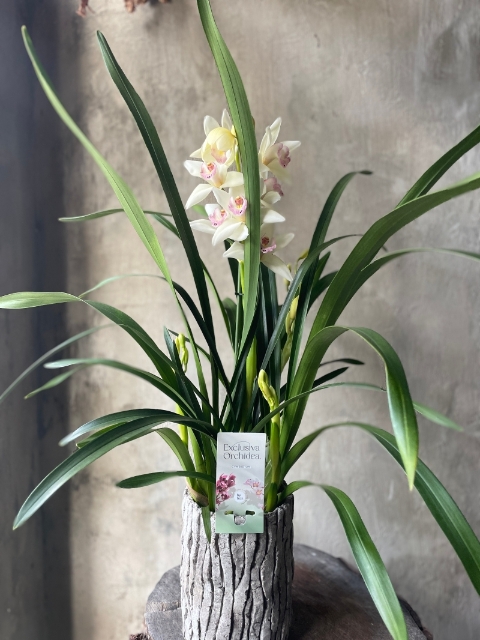 Cymbidium Orchid 4 stems