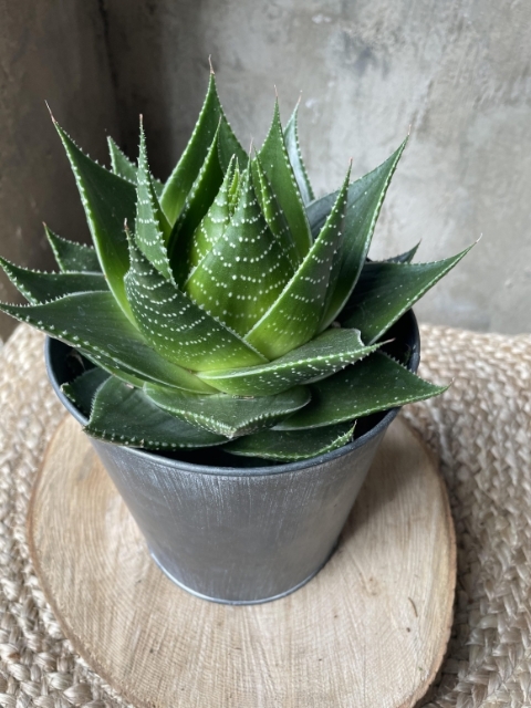 Aloe Cosmo