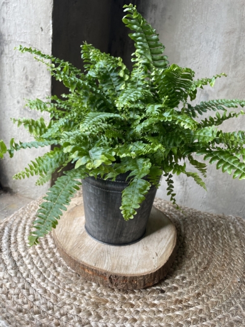 Boston Fern