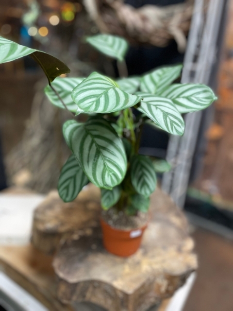 Calathea Plant