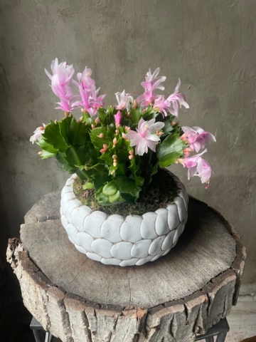 Christmas Cactus Planter