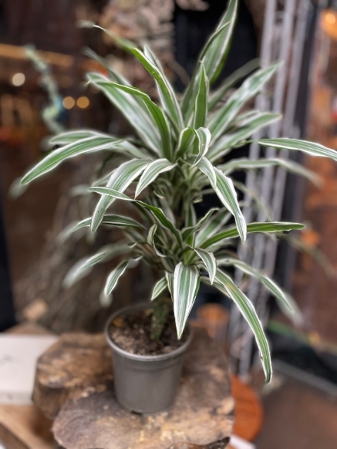 Dracaena Arborea