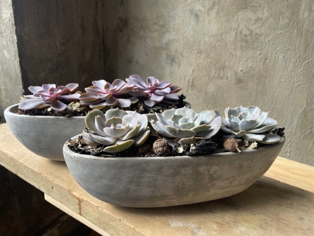 Echeveria Succulent in Boat