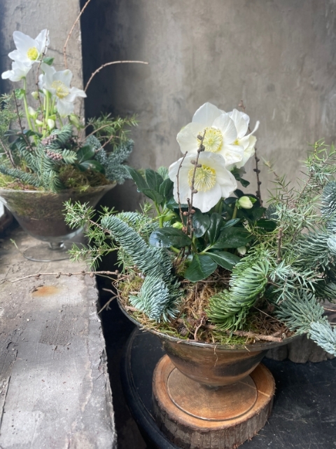 Helleborous Plant in Glass Vase