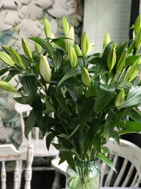 Luxury Oriental Lilies