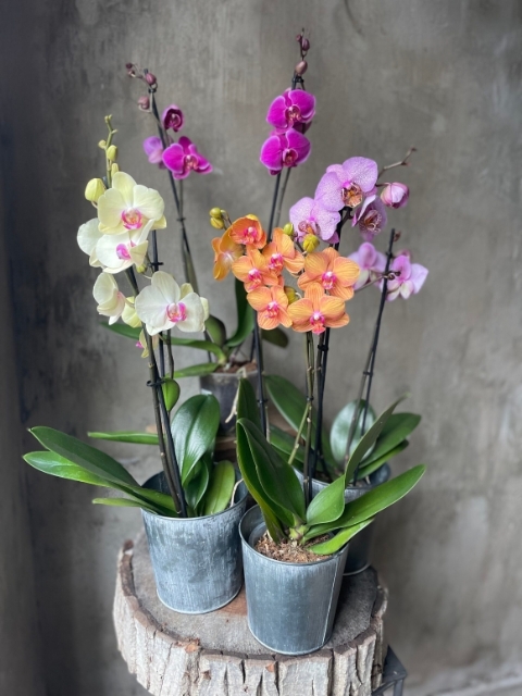 Phalaenopsis Orchid 2 Stem