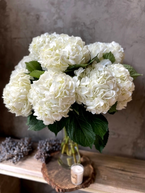 Premium Hydrangea