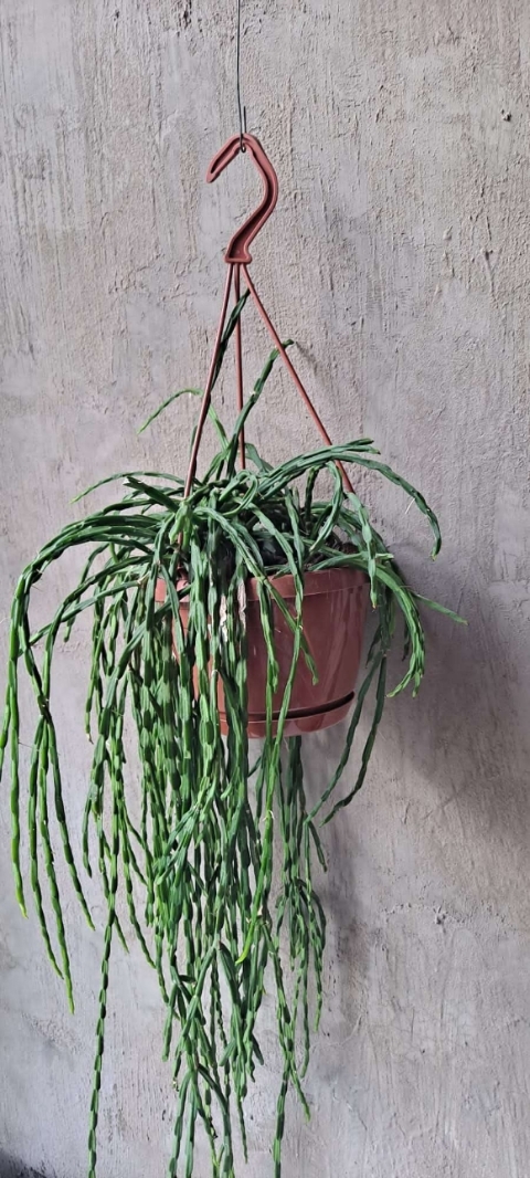 Rhipsalis Paradoxa